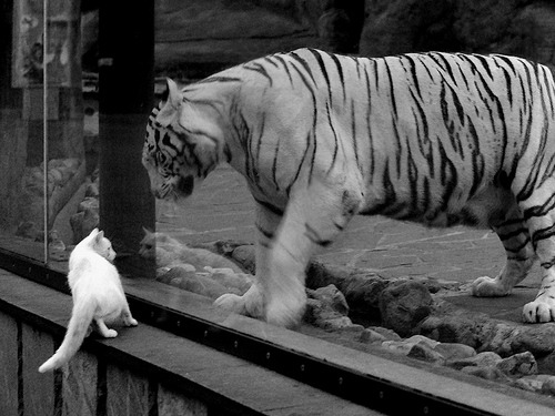 开云官网登录-_城市探险跑：运动与旅游的完美结合_，城市探险的现状