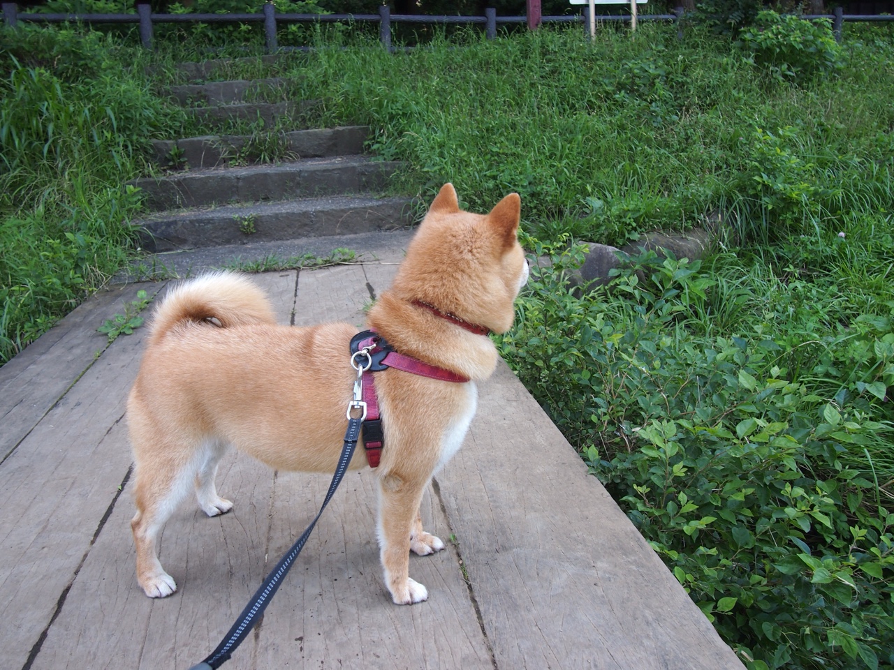 KAIYUN 中国大陆-_火箭队势头强劲，连续获胜局面继续_，火箭队再度出手