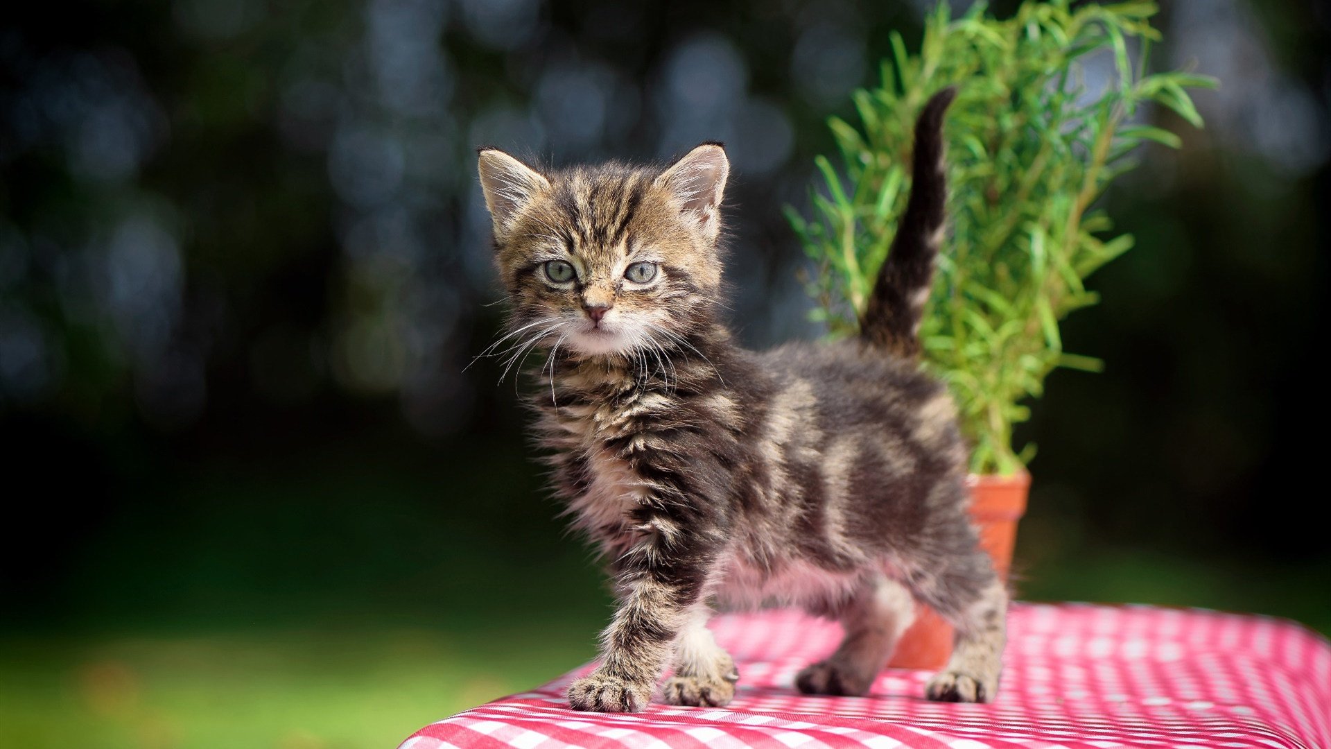 KAIYUN 中国大陆-【Juan Soto成长之路】从青涩少年到联盟头牌打者，从青涩少年到如今