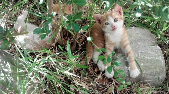 开云体育APP下载-全国青少年“践行绿色”篮球比赛在湖北恩施顺利举办，全国青少年蓝球比赛