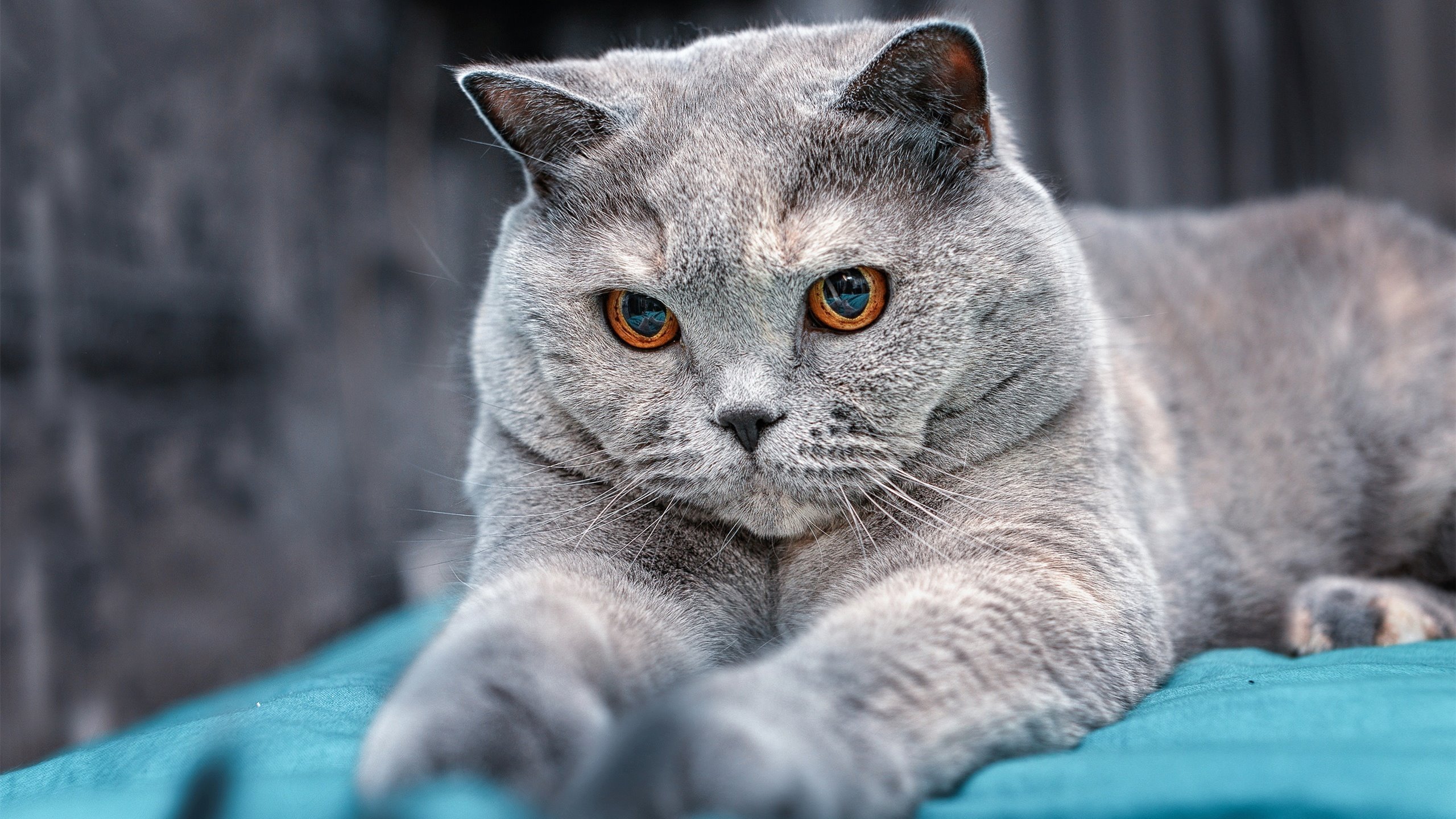 开云APP-欧洲决战赛：球队实力对决惊心动魄，欧洲决赛2021决赛