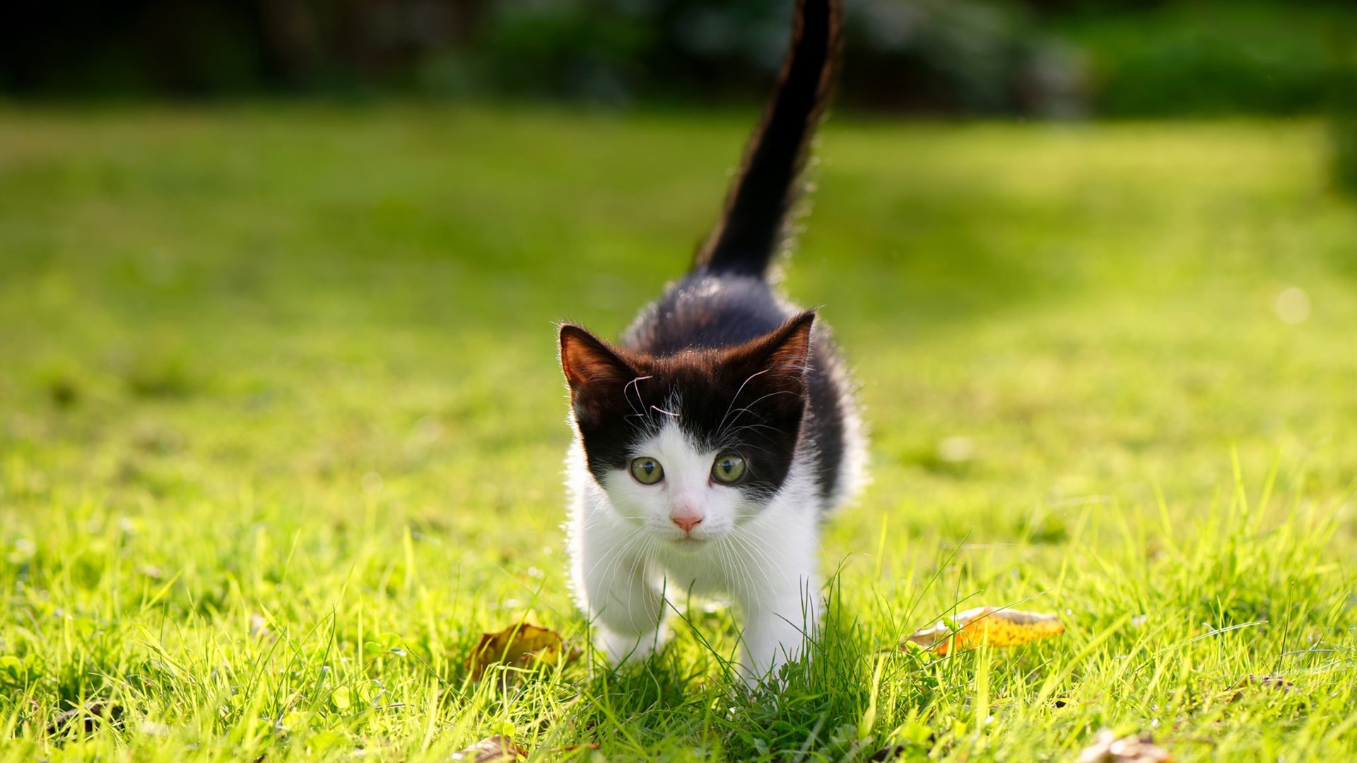 开云官方网站-电竞主播商业变现路径的多样化探索与案例分析，电竞直播发展现状