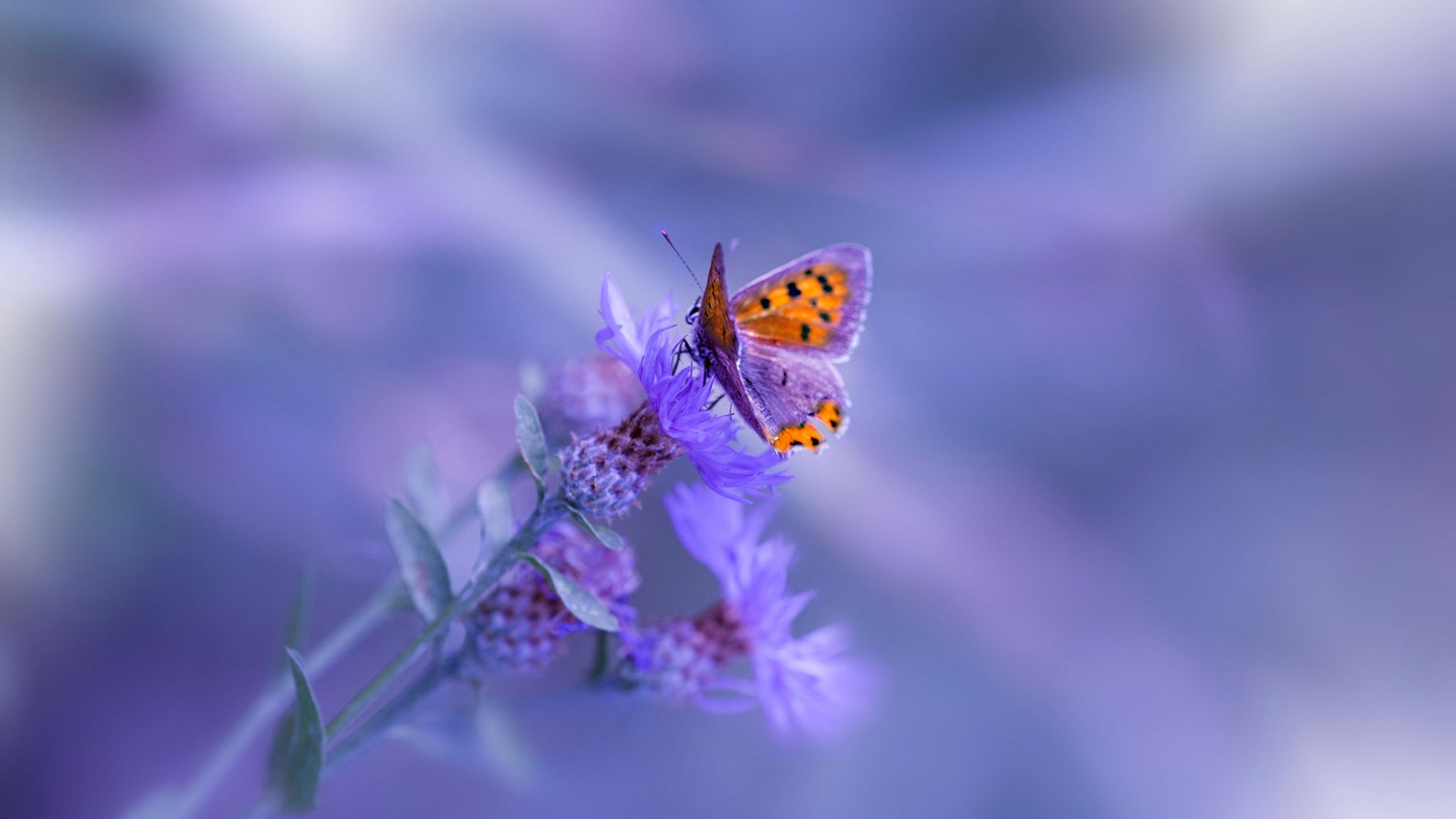 开云全站-西亚球队积极备战国际赛事，西亚球队的特点