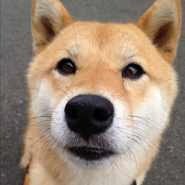 kaiyun-西班牙队在欧洲杯小组赛中表现出色，成功晋级淘汰赛，西班牙队欧洲杯大名单公布