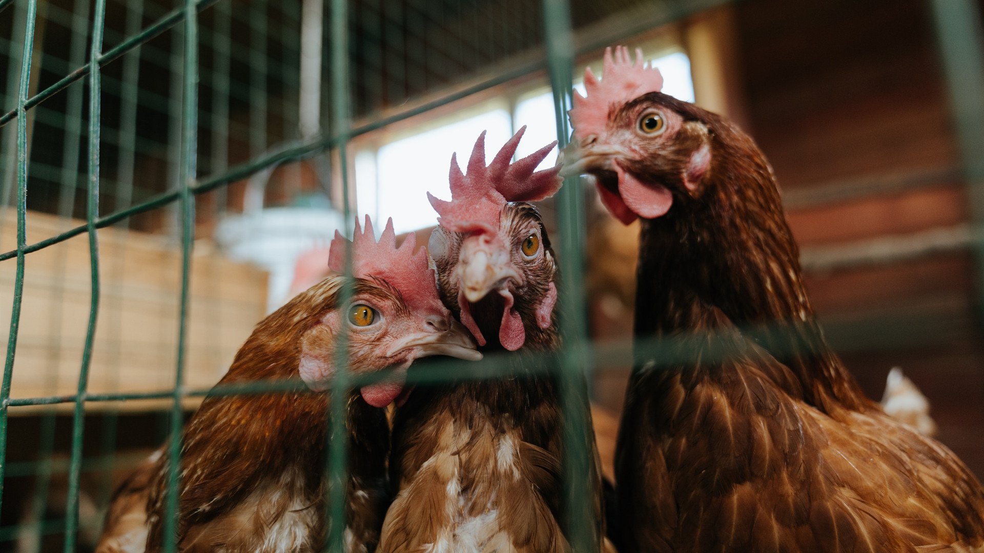 kaiyun体育综合-阿森纳进攻端创意十足,枪手剑指联赛冠军,阿森纳枪王