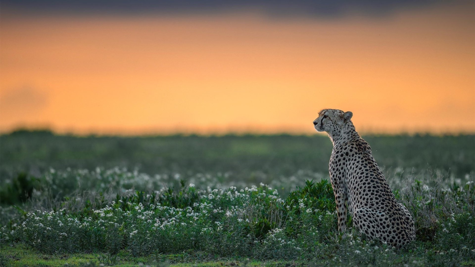 开云首页登录-世界杯环境保护及绿色赛事，世界杯环境日手抄报