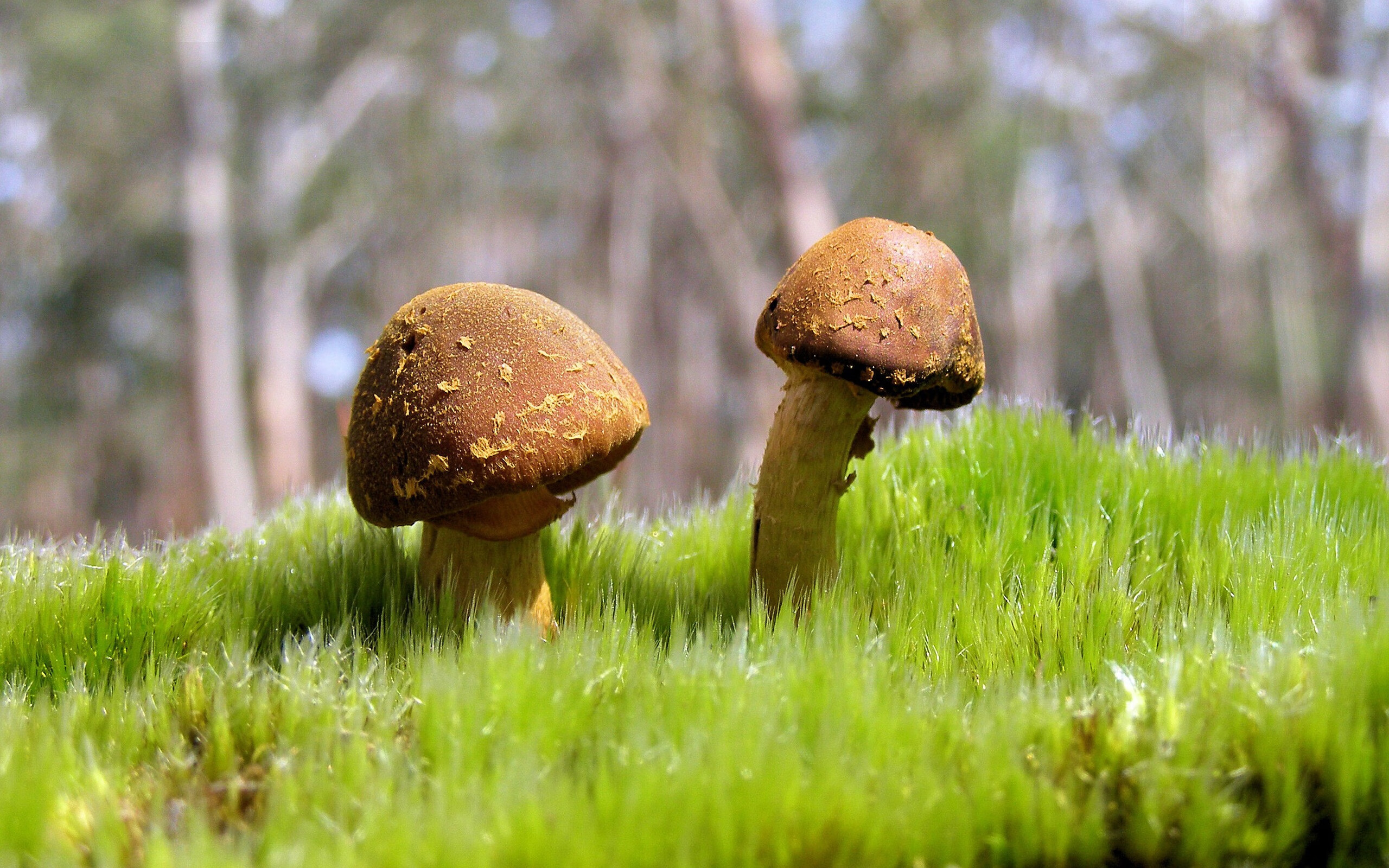 开云官网首页-乡村篮球兴趣班普及率显著提升社区体育普惠性，乡村篮球文化